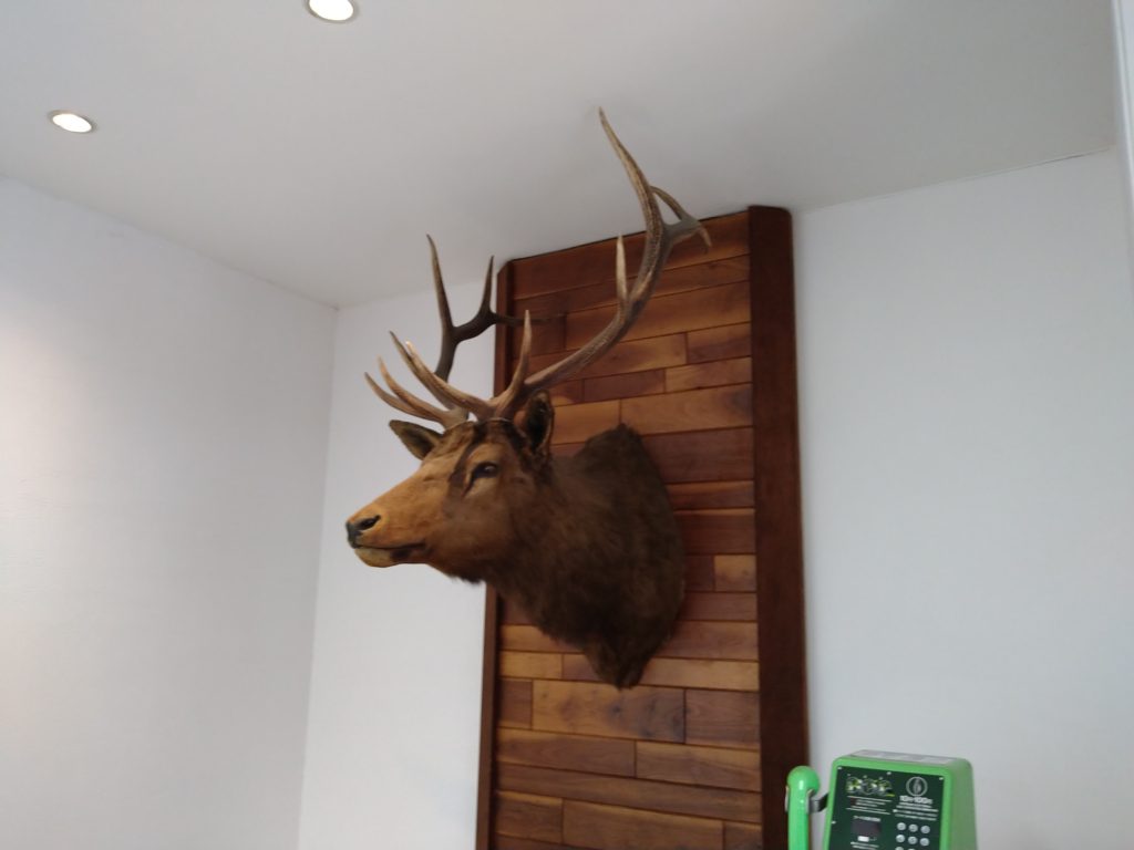 江間忠ビル1階ロビーにある鹿のはく製の写真